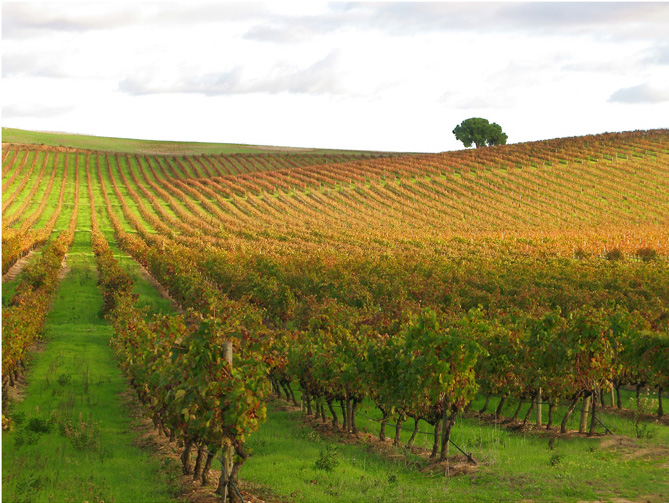 ALENTEJO_-_VINHAS_NO_OUTONO_-_II_(4091248648)